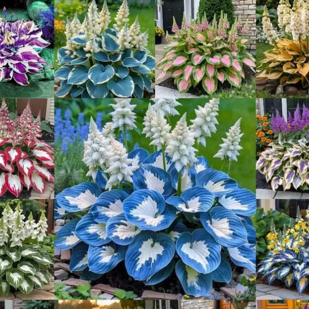 Rare Multicolor Hosta Seed + 100 Grams Organic Potmix Free