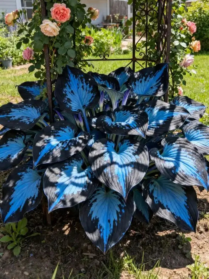 Rare Multicolor Hosta Seed + 100 Grams Organic Potmix Free