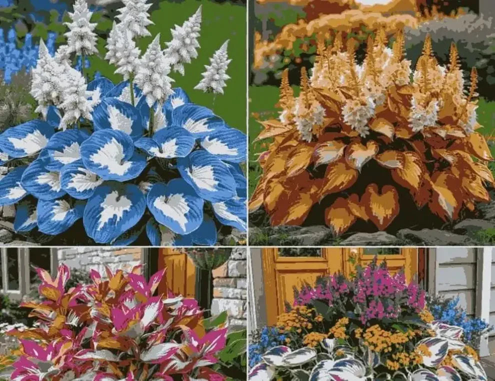 Rare Multicolor Hosta Seed + 100 Grams Organic Potmix Free